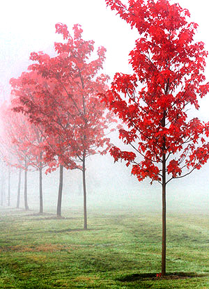 photo library image of trees and leaves