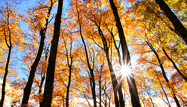photo library image of trees and leaves