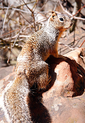 Utah photo libray image