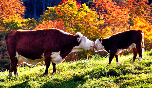 Vermont photo, New England