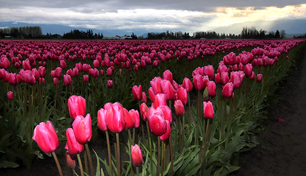 Skagit Valley Tulip Festival photo tours photo