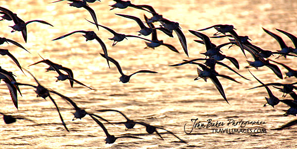Photo tour images from a Florida wildlife tour