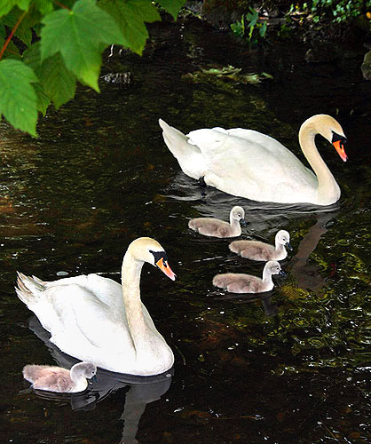 Mute Swans: Image copyright John T. Baker Photographer LLC