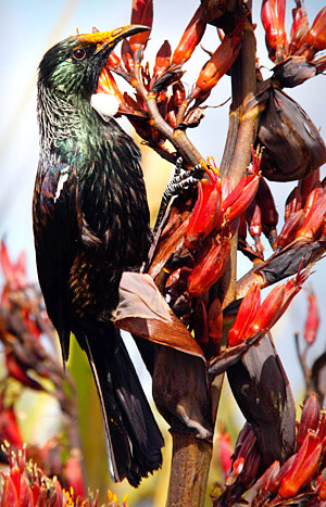 Tui close-up, South Island, New Zealand photo tour image