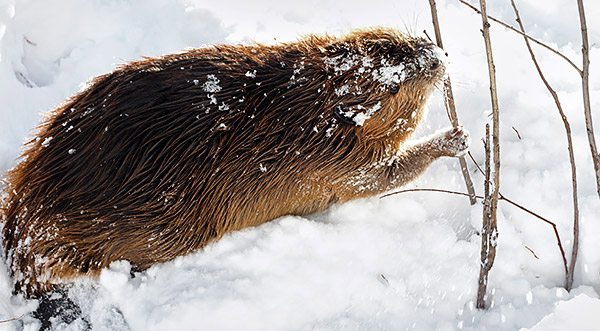 Winter photo tours of Yellowstone and Grand Teton national parks in Wyoming
