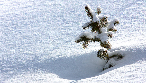 Winter photo tours of Yellowstone and Grand Teton national parks in Wyoming