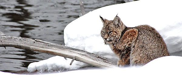 Winter photo tours of Yellowstone and Grand Teton national parks in Wyoming