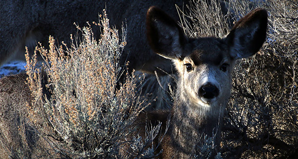 Winter photo tours of Yellowstone and Grand Teton national parks in Wyoming