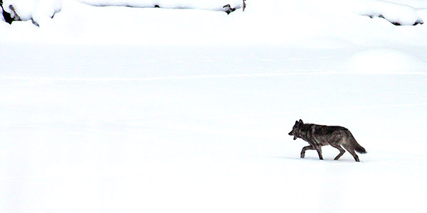 Winter photo tours of Yellowstone and Grand Teton national parks in Wyoming