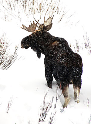 Winter photo tours of Yellowstone and Grand Teton national parks in Wyoming