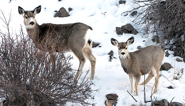 Winter photo tours of Yellowstone and Grand Teton national parks in Wyoming