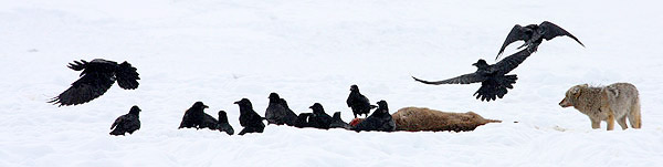 Winter photo tours of Yellowstone and Grand Teton national parks in Wyoming