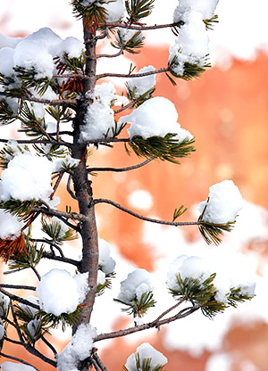 Winter photo tours of Yellowstone and Grand Teton national parks in Wyoming