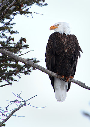 Winter photo tours of Yellowstone and Grand Teton national parks in Wyoming
