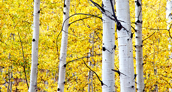 Photo tour image of Yellowstone and Grand Teton national parks, Wyoming