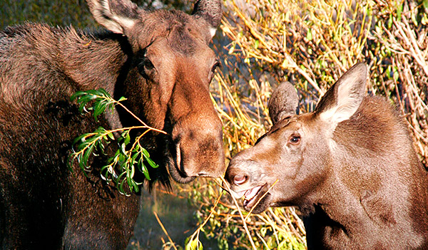 Photo tour image of Yellowstone and Grand Teton national parks, Wyoming