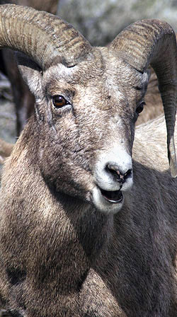 Photo tour image of Yellowstone and Grand Teton national parks, Wyoming