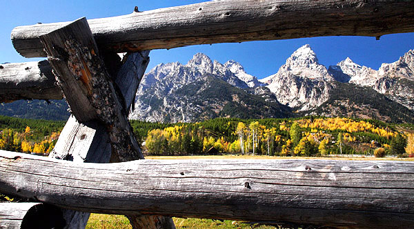 Buck and rail fence, Grand Teton national park, Wyoming