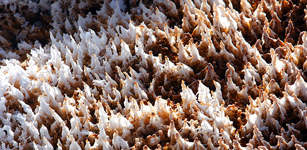 Photo tour image of Yellowstone and Grand Teton national parks, Wyoming