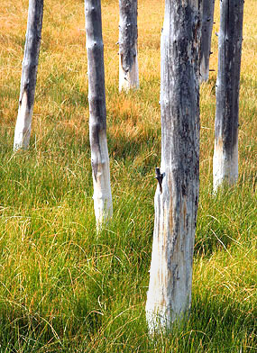 Photo tour image of Yellowstone and Grand Teton national parks, Wyoming