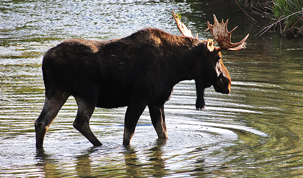 Photo tour image of Yellowstone and Grand Teton national parks, Wyoming