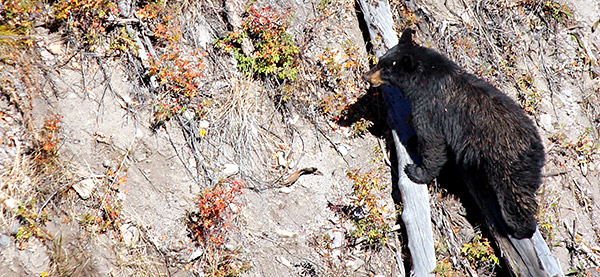 Photo tour image of Yellowstone and Grand Teton national parks, Wyoming