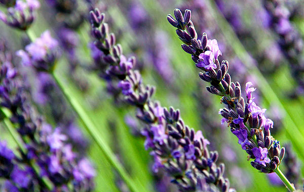 Provence lavender season image, France, on a photography tour