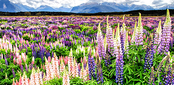 Large field of wild Lupine, South Island, New Zealand photo tour image