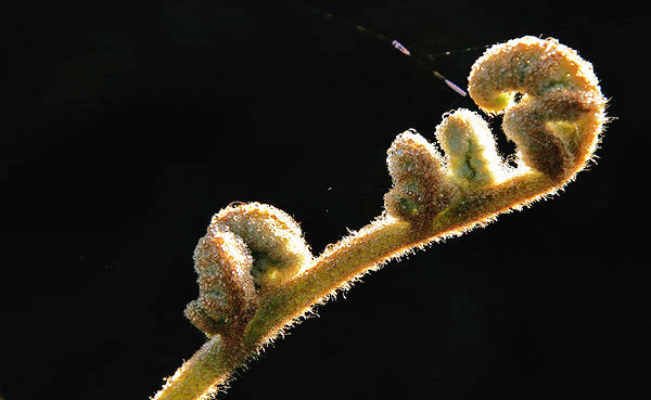 Fern frond with dew, New Zealand