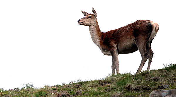 Red Deer, Scotland, UK