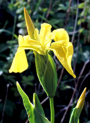 Yellow Wild Iris, Scotland, UK