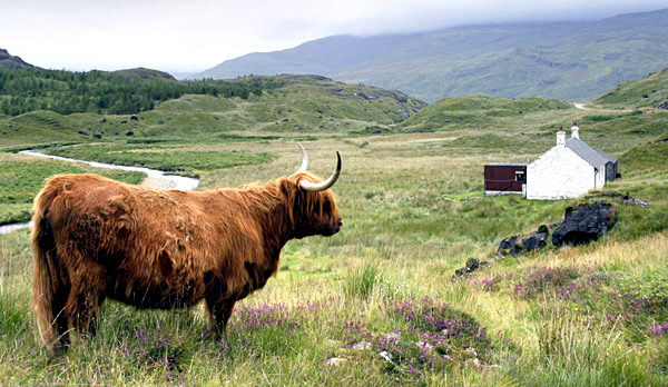 Highland cow, Isle of Mull, Scotland, UK