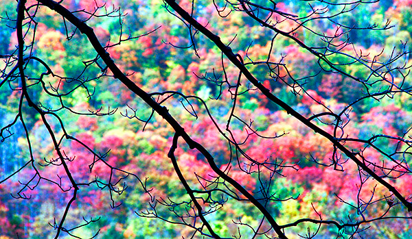 photo library image of trees and leaves