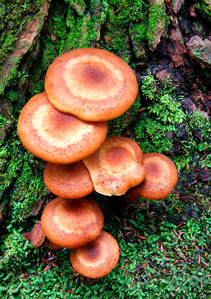 Fungi, Vermont, New England
