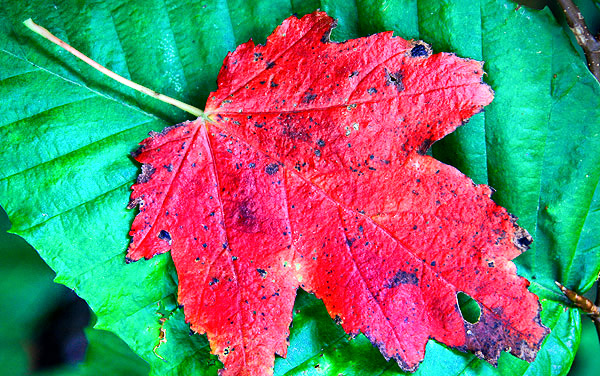 Red Maple Leaf, Vermont, New England