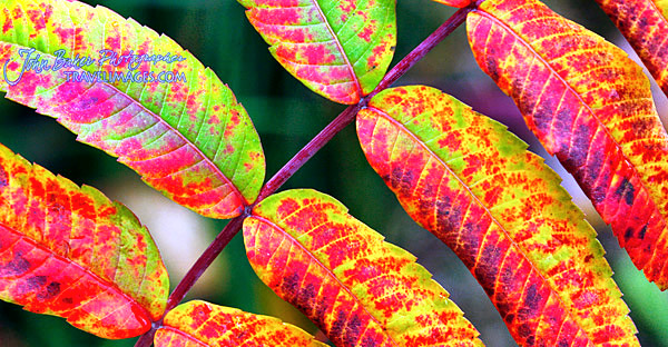 Colorful Sumac, Vermont, New England