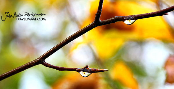 Water droplets on a branch, Vermont, New England