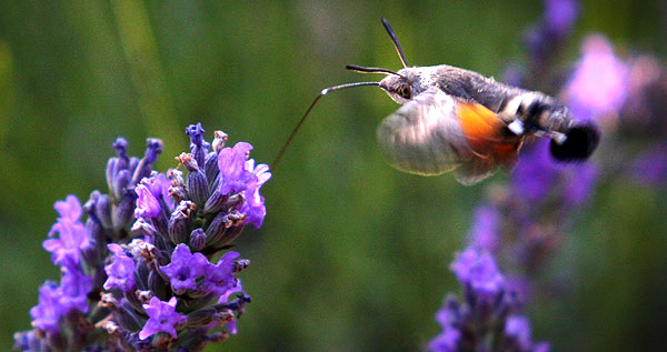 Provence lavender season image, France, on a photography tour