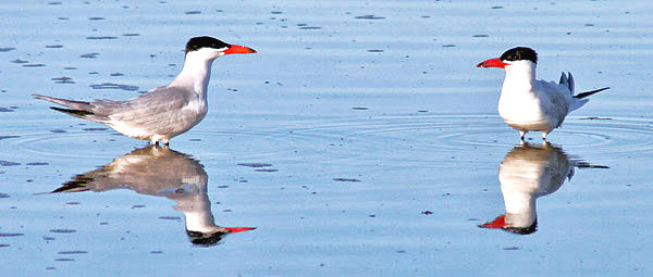Terns, South Island, New Zealand