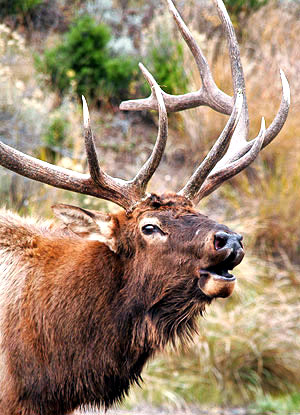 Bull Elk bugling in Yellowstone National Park